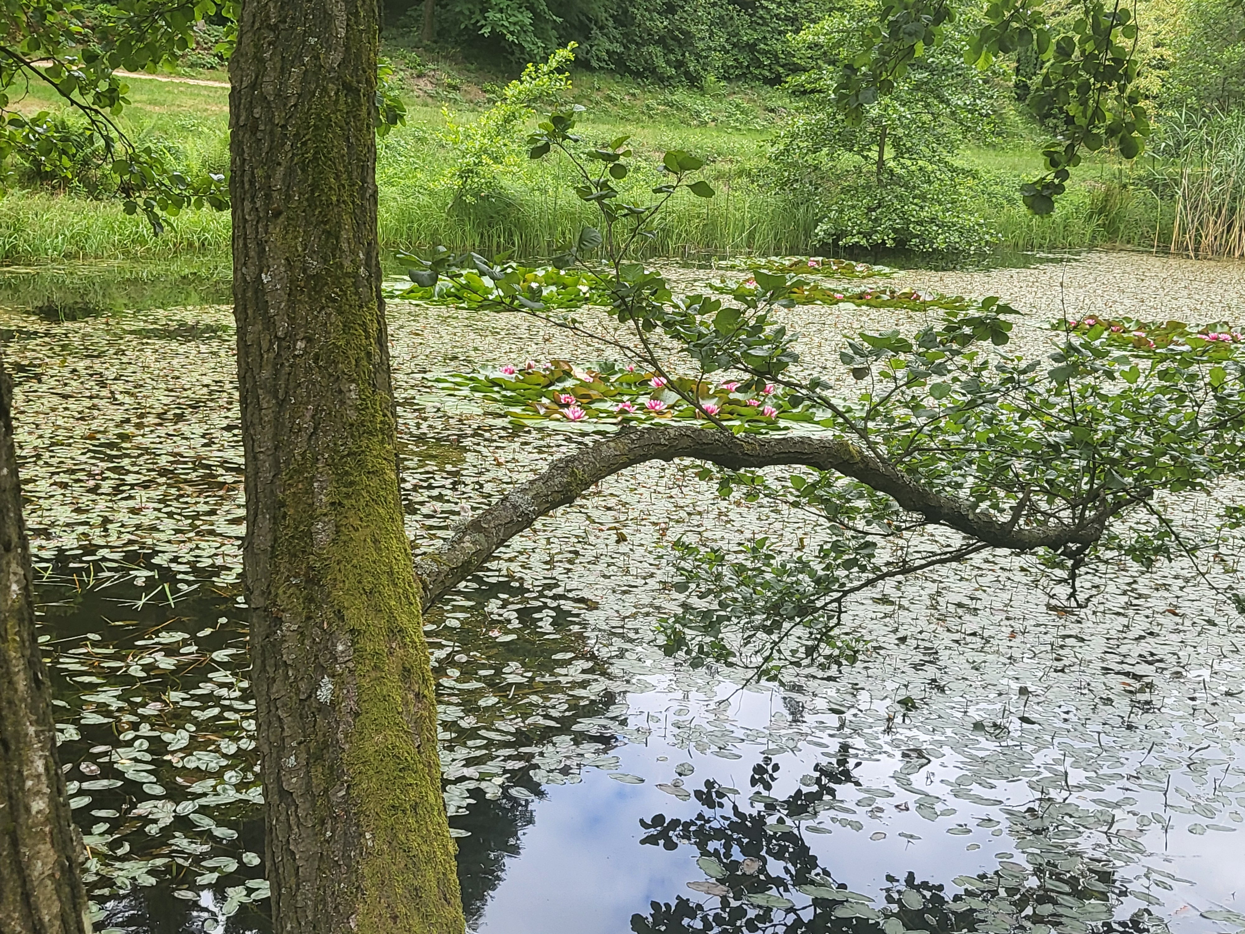 Jeli Arborétum – 1. kép