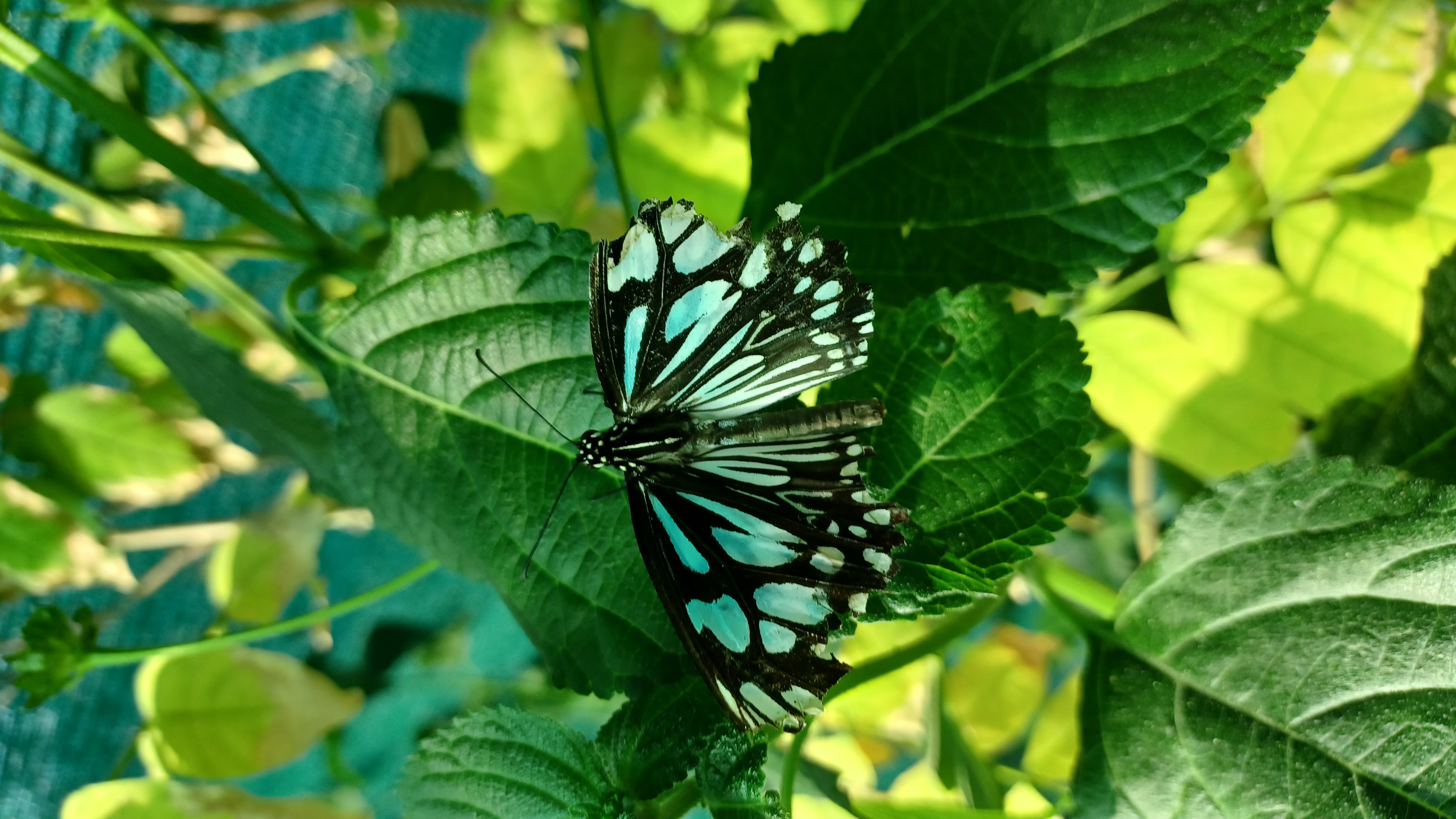 Motobutterfly lepkekert – 1. kép
