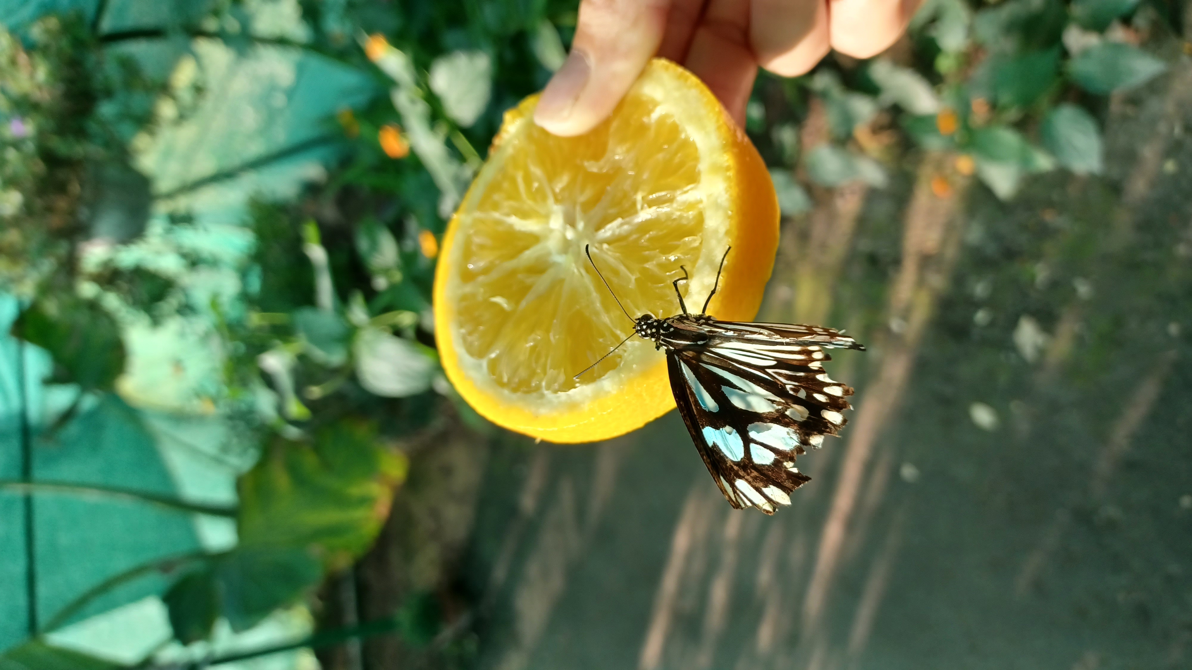 Motobutterfly lepkekert – 2. kép