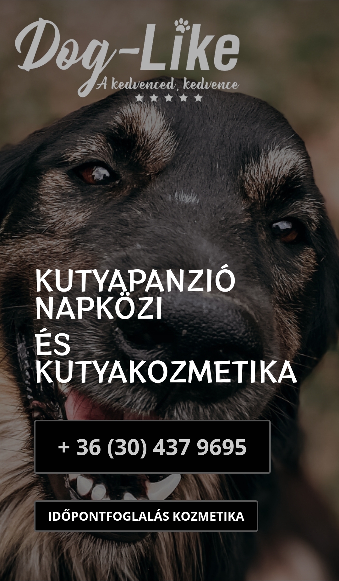 Dog-Like Kutyakozmetika és Panzió – 1. kép