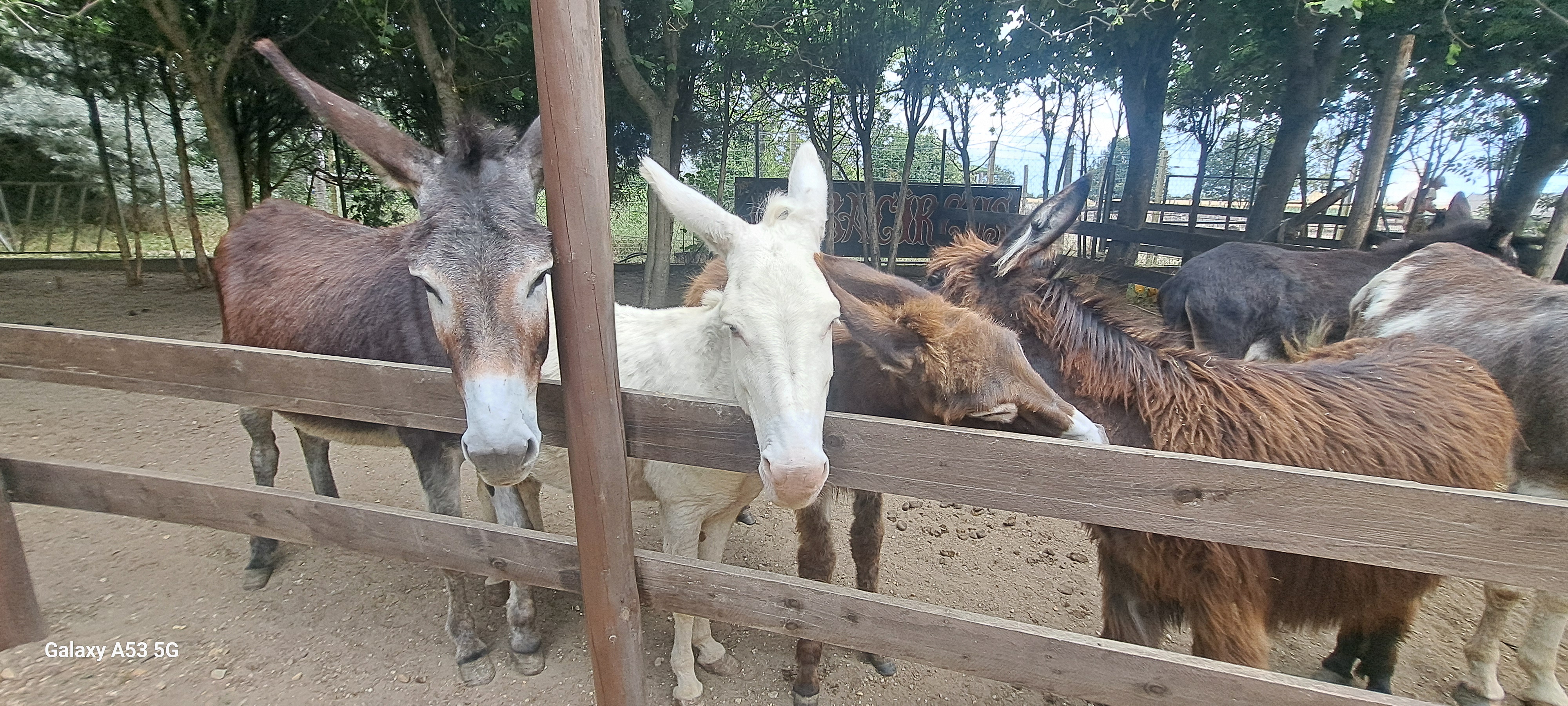 Kimba Elephant Park – 2. kép